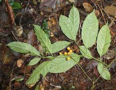 Image result for Tarenna leonardii