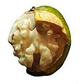 Consequently, location is maybe the most important parameter when growing walnut trees for profit. Walnut Wikipedia