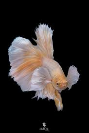 Halfmoon Betta Fish Betta Fish Halfmoon Betta Betta