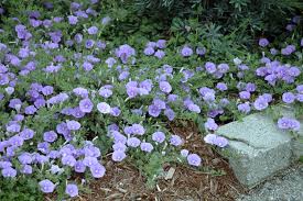 Image result for Convolvulus