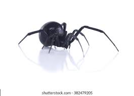 (without the) in the names of some regions and countries: North American Black Widows Spider Side Stock Photo Edit Now 382479205