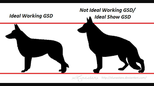 The Original German Shepherd Working Dog Is Built To Be Healthy And Straight Backed These Characteristics Gsd Original German Shepherd Sable German Shepherd