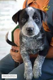 Pin On Puppies
