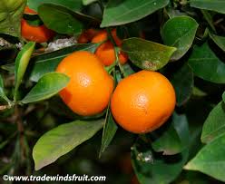 Image result for Citropsis