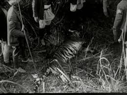 11,029 Tiger Hunting Stock Videos ...