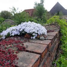 We use cookies and similar tools to enhance your shopping experience, to provide our services, understand how customers use our services so we can Phlox Subulata