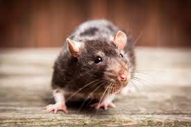 We specialize in urban and suburban wildlife damage management for both. Rodent Control Service Post Falls Coeur D Alene Hayden Id Oasis Lawn And Pest