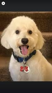 Hi, I'm new here. My name is Milo. ￼