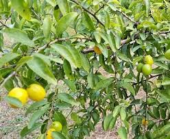 Image result for Ximenia americana