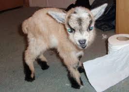 Pygmy Goats For Sale 2010 Pygmy Goat Kids For Sale 70 00 For Sale In Albion Indiana Pygmy Goat Cute Little Animals Goats For Sale