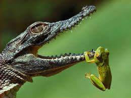 Timsah Ve Kurbaga Animals Animals Wild Funny Frogs