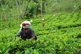These incorporate some engaging spots that are home to a tea is a standout amongst the most well known fares in all of sri lanka. Tea Picker At The Tea Plantation In Sri Lanka Near The Town Of Stock Photo Picture And Royalty Free Image Image 6886718