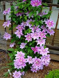 Image result for Clematis dolichopoda