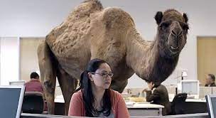 Its hump day whooh whooh! Meet Chris Sullivan The Voice Of The Geico Camel Hump Day Video
