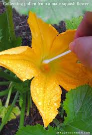 We did not find results for: How To Hand Pollinate Squash Sproutedgarden Com