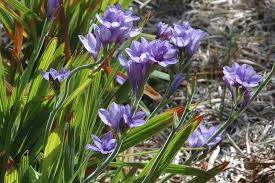 Image result for Babiana