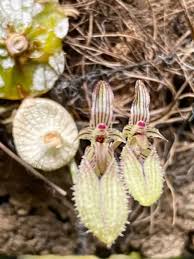 Image result for Littonia modesta