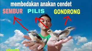 Cara Membedakan Cendet Gondrong Cendet Pilis Cendet Sembur Youtube