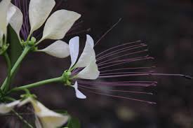 Image result for Crateva