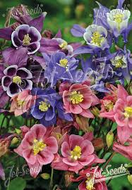 Image result for Aquilegia vulgaris `Tower Mix`