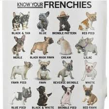 Canil De Mastim Napolitano Em Sp Welk Soort Franse Bulldog Heb Jij Max French Bulldog Puppies Bulldog Puppies Bulldog