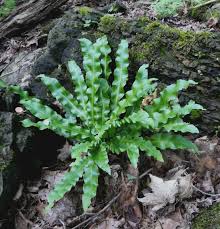 Image result for Asplenium uschiae
