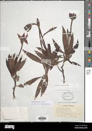 Image result for Calostephane divaricata