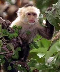Check spelling or type a new query. Capuchin Monkey Shipping Rates Services