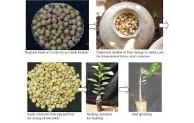 Image result for Cordia myxa