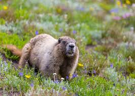 See more of marmotte on facebook. Exterminateur Marmottes Au Quebec Exterminapro