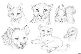 Setelah jadi sketsenya, tidak ada salahnya untuk mewarnai dengan beragam warna kesukaan agar karya. Menggambar Sketsa Pensil Singa Gambar Hewan Mamalia Wajah Kucing Suka Mamalia Png Pngwing