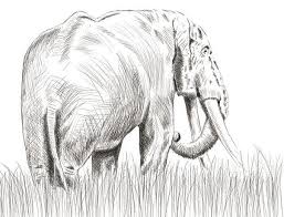 In this video tutorial you learn how to draw an elephant step by step. 10 Realistic Elephant Drawings Step By Step Do It Before Me