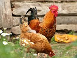 Most Popular Chicken Breeds Pick The Right One For You Uk Pets