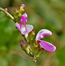 Image result for Canavalia africana