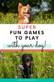 Entertaining Backyard Games To Play With Your Dog Dogs Your Dog Dog Activities