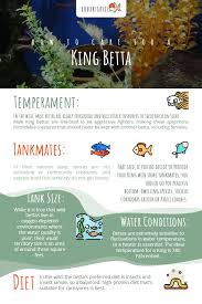 The Need To Know S Of A King Betta Aquariadise