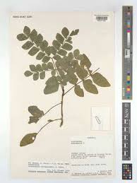 Image result for Macphersonia