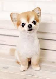 子リスちゃんカット ヘアスタイルカタログ 犬の総合情報サイト 愛犬の友オンライン 誠文堂新光社 犬のグルーミング 犬 チワワ