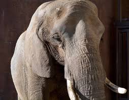 Submitted 3 years ago by grimebrinelahn. African Elephant Receives Emergency Assistance At Cheyenne Mountain Zoo Cheyenne Edition Gazette Com