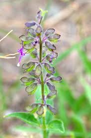 Image result for Syncolostemon canescens