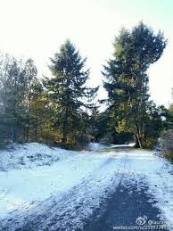 松 雪 澄净 bright transparency 遇见 一场雪夜后 这松木一尘不染地任阳光穿透 尤显挺拔向上的姿容 outdoor water river