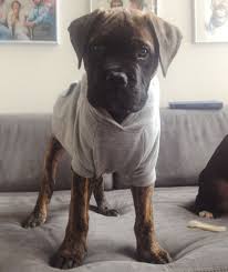 Pets offered by humane societies and shelters, owners and mom is a bullmastiff/father is an english mastiff. Pin By Christin Brown On Fluff And Animal Stuff Bull Mastiff Cute Puppies Puppies