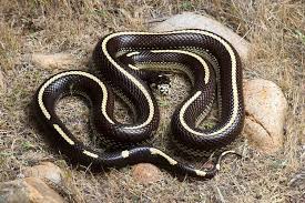 Black And Orange Striped Snake Florida California Kingsnake Striped Morph Pet Snake Snake Reptiles