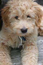 Our stud dogs, woody, rocky , sid , buzz and roger , merlin and our girls are all family dogs, with fantastic natures they're used to children and live a true 'dog's life' in our beautiful kennels and home , we are so lucky to live in an amazing place. Miniature Golden Doodle Goldendoodle Miniature Puppies Cute Puppies