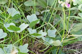 Image result for Vigna frutescens