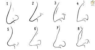 Different types of noses side profile. 8 Types Of Noses And What Its Shape Reveals About Your Personality