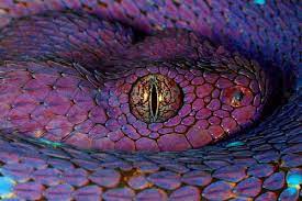 Purple Snakes Eyes Beautiful Snakes Purple Snake Colorful Snakes