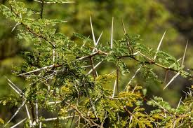 Image result for Acacia afra
