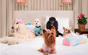 Canopy By Hilton S Dog Policy Will Pamper Your Pet As Much As You Travel Leisure
