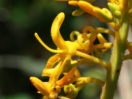 Image result for Vangueria ferruginea